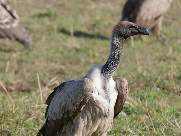 <h3><a href="/trips/tanzania/biota/animalia/chordata/aves/017 accipitriformes/004 accipitridae/gyps africanus/gyps africanus-nl.html">Gyps&nbsp;africanus</a> / White‑backed&nbsp;vulture / Witruggier</h3>OM-1 Mark II met OLYMPUS M.150-400mm F4.5, 1/2000 sec  bij F4.5, ISO 400, afstand 10.8&nbsp;m